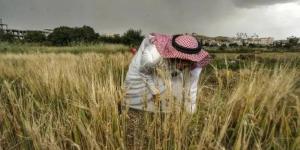 حصاد 3 أصناف مطورة من القمح المحلي - زاجل الإخباري