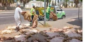 حملة لجمع جلود الأضاحى فى الجزائر.. اعرف التفاصيل - زاجل الإخباري