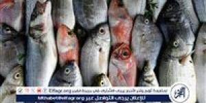 تعرف على أسعار الأسماك اليوم السبت الموافق 14-6-2025 فى سوهاج - زاجل الإخباري