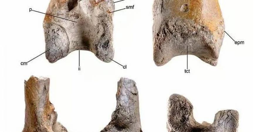 العلماء يكتشفون عظام طائر آكل لحوم البشر بعد 12 مليون عام طوله 3 أمتار - زاجل الإخباري