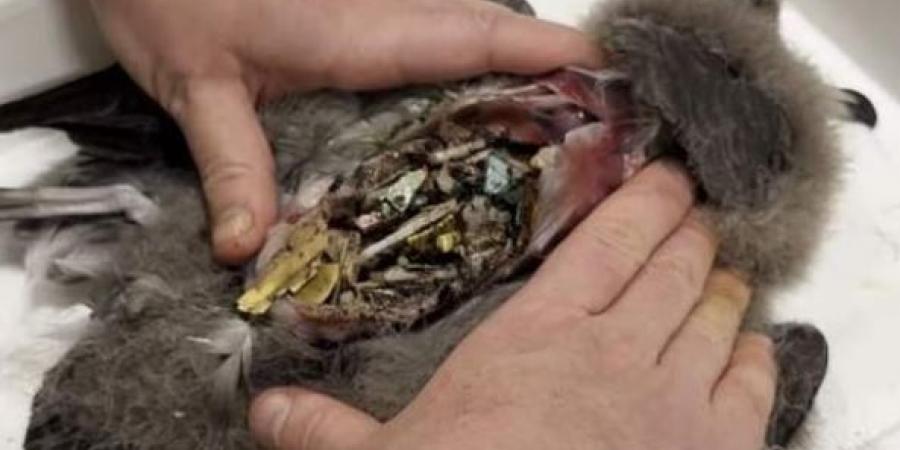 طيور بجزر أسترالية تُصدر أصوات "طقطقة" بسبب امتلاء جوفها بالبلاستيك - زاجل الإخباري