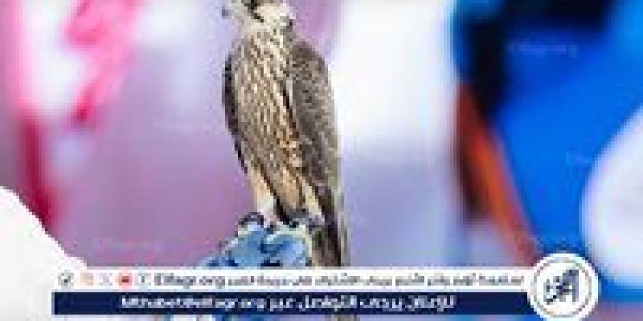 غدًا.. ختام المزاد الدولي لمزارع إنتاج الصقور 2025 - زاجل الإخباري