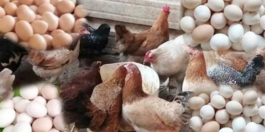 أسعار الدواجن والبيض في مصر اليوم الثلاثاء - زاجل الإخباري