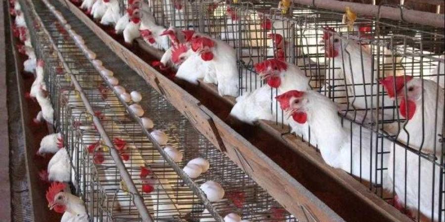 أسعار الدواجن والبيض في مصر اليوم الاربعاء - زاجل الإخباري