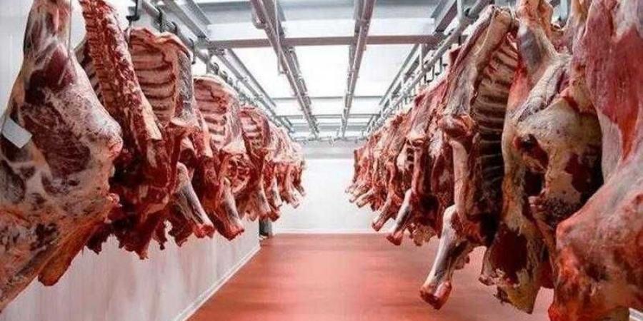 أسعار اللحوم الحمراء اليوم السبت - زاجل الإخباري