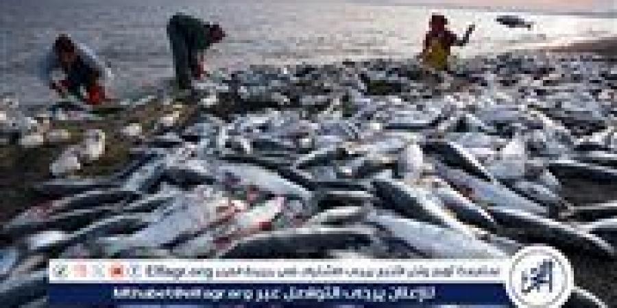 ما اختصاصات جهاز حماية الثروة السمكية لدعم الاقتصاد الوطني؟ - زاجل الإخباري