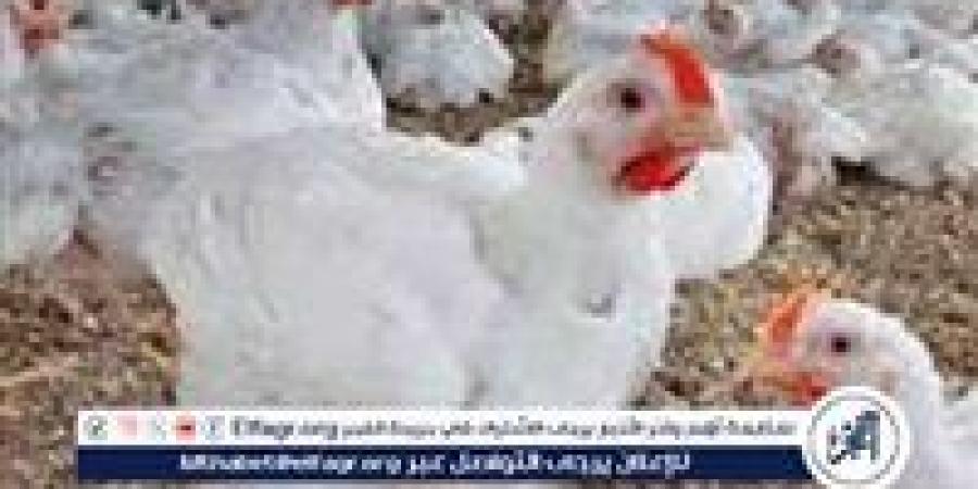 بورصة الدواجن.. أسعار الفراخ البيضاء اليوم الخميس 11-9-2025 في قنا - زاجل الإخباري