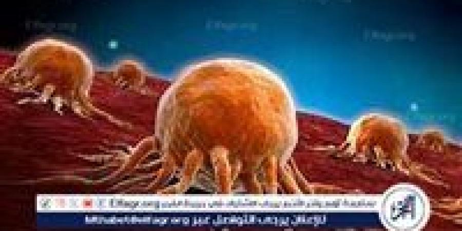 التغذية الوقائية.. أطعمة تساعد في تقليل خطر الإصابة بالسرطان - زاجل الإخباري